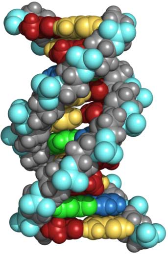 512px-DNA Furchen