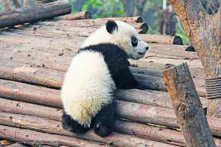 A panda climbing