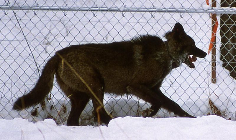 wolf-by-fence
