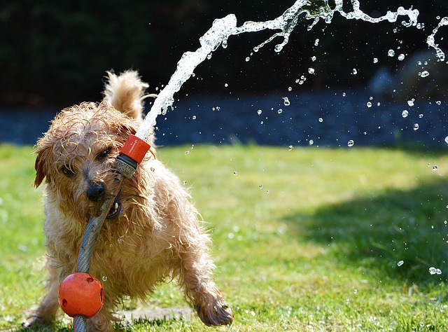 dog-with-hose 640x474