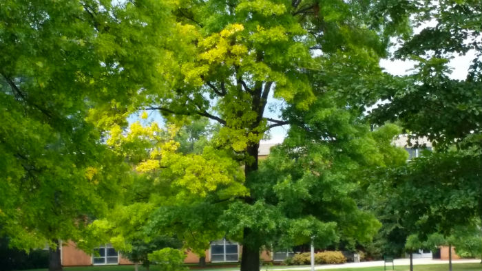 Another Tree, showing the leaves just starting to change.