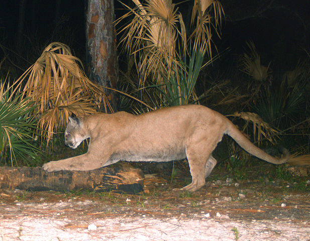 florida-panther-scratches-tree