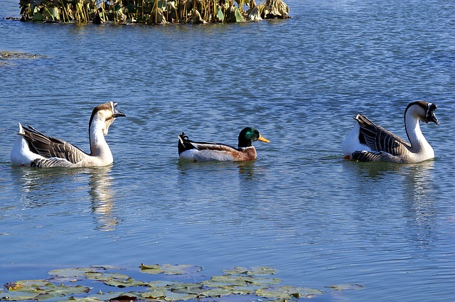 multicultural geese allow duck to swim with them