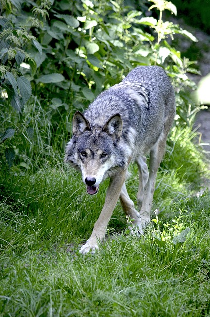 wolf-1341080 640